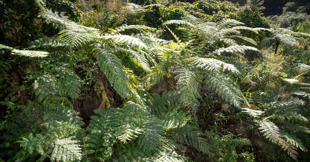 Is shiny Gyarados available in Pokemon Leaf Green? - Tree ferns with lush leaves in forest