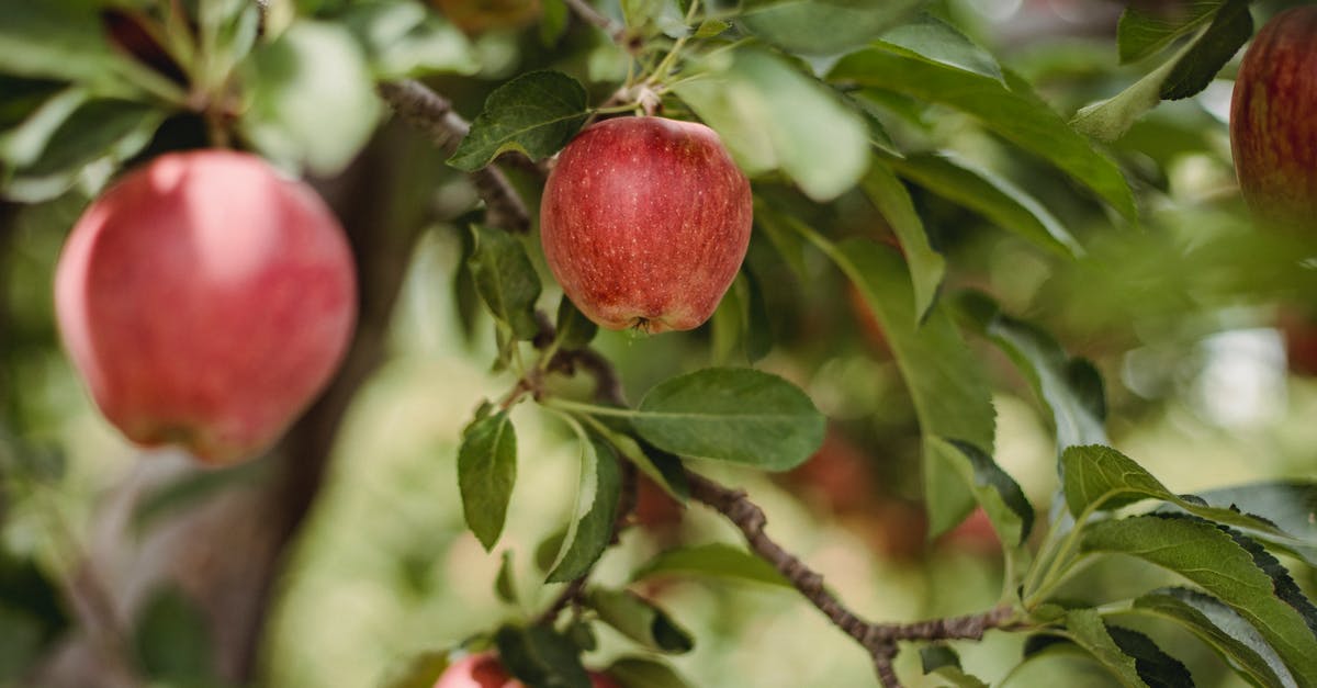 Is shiny Gyarados available in Pokemon Leaf Green? - Shiny delicious apples hanging from tree branch with green leaves in apple orchard on blurred background