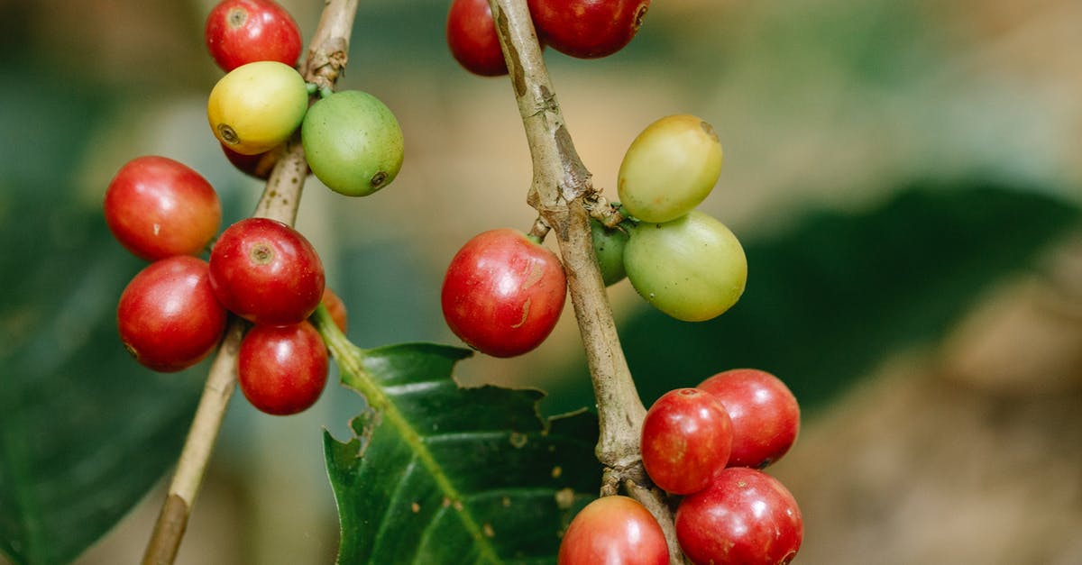 Is shiny Gyarados available in Pokemon Leaf Green? - Colorful coffee cherries on stems of plant with leaves growing on farmland on sunny day