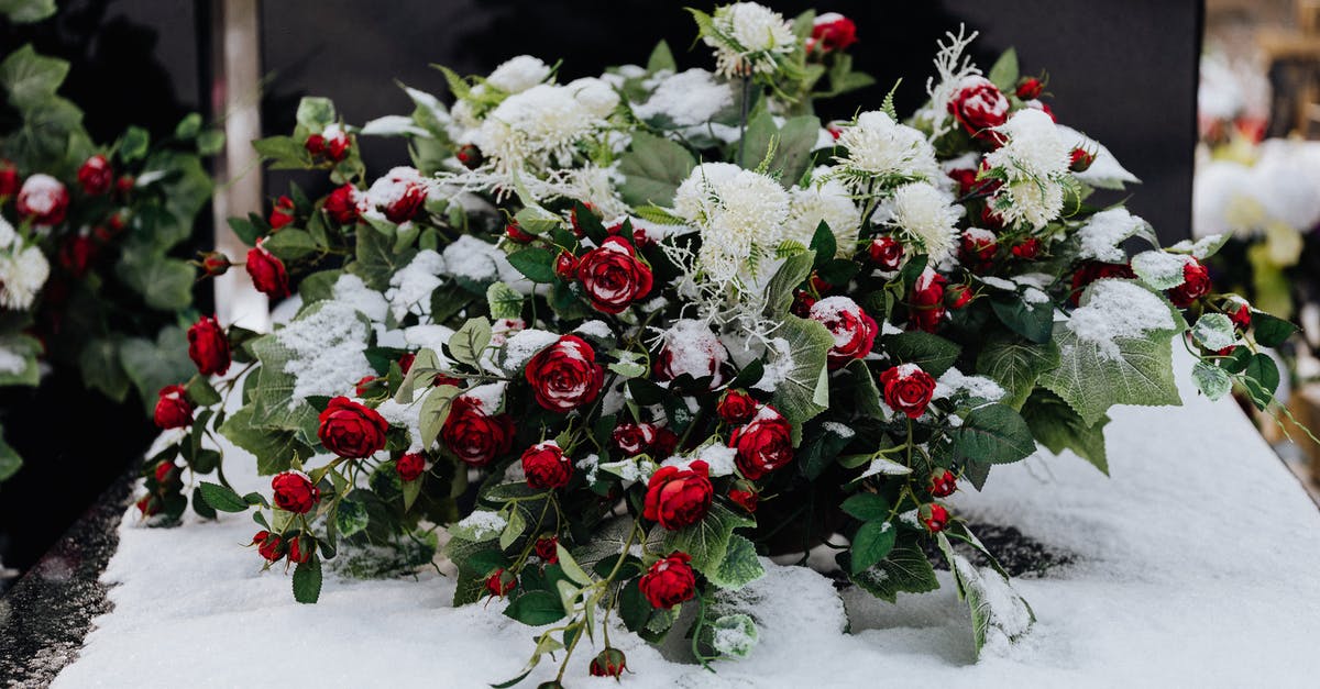 Is the Winter Melon worth its price? [closed] - White and Red Flowers on White Table