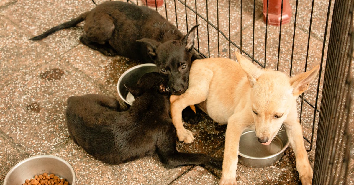 Is there a penalty for escaping from fights? - Adorable puppies playing on tile pavement near fence