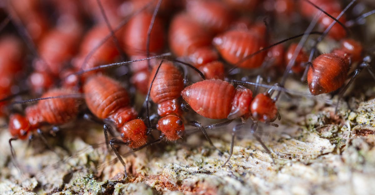 Is there a reward for building a colony on a more dangerous planet? - From above closeup of fearful brown termites with ribbed shells and long antennae exploring shabby surface in zoological garden