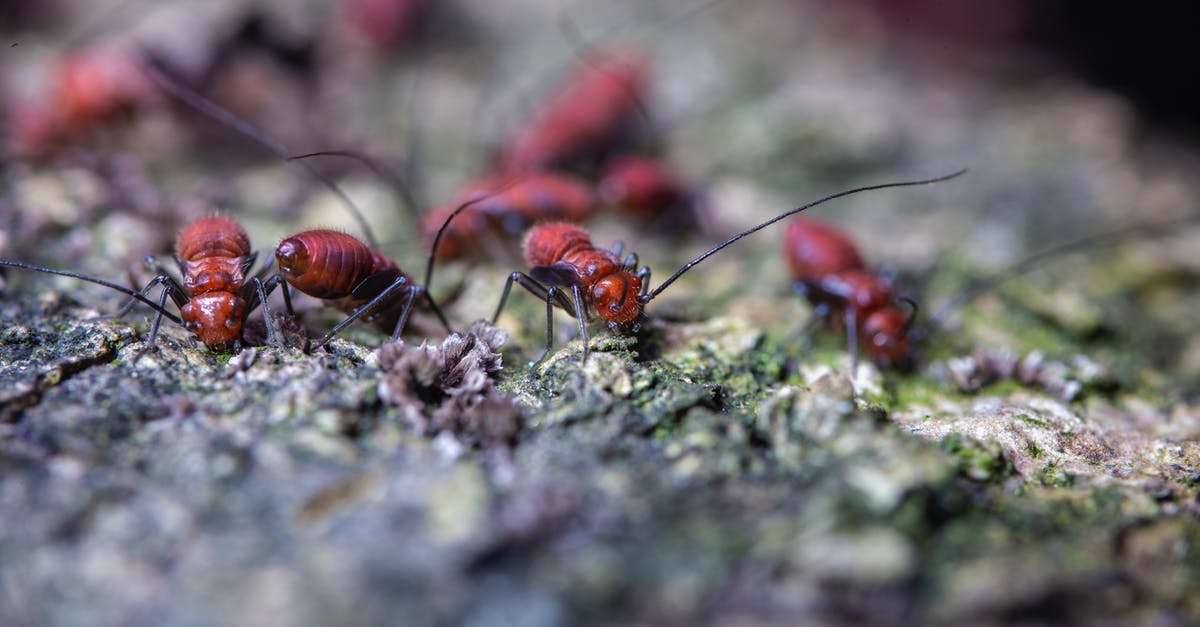 Is there a reward for building a colony on a more dangerous planet? - Closeup of fearful brown pismires with black antennae and paws crawling on uneven surface in zoological garden in daylight