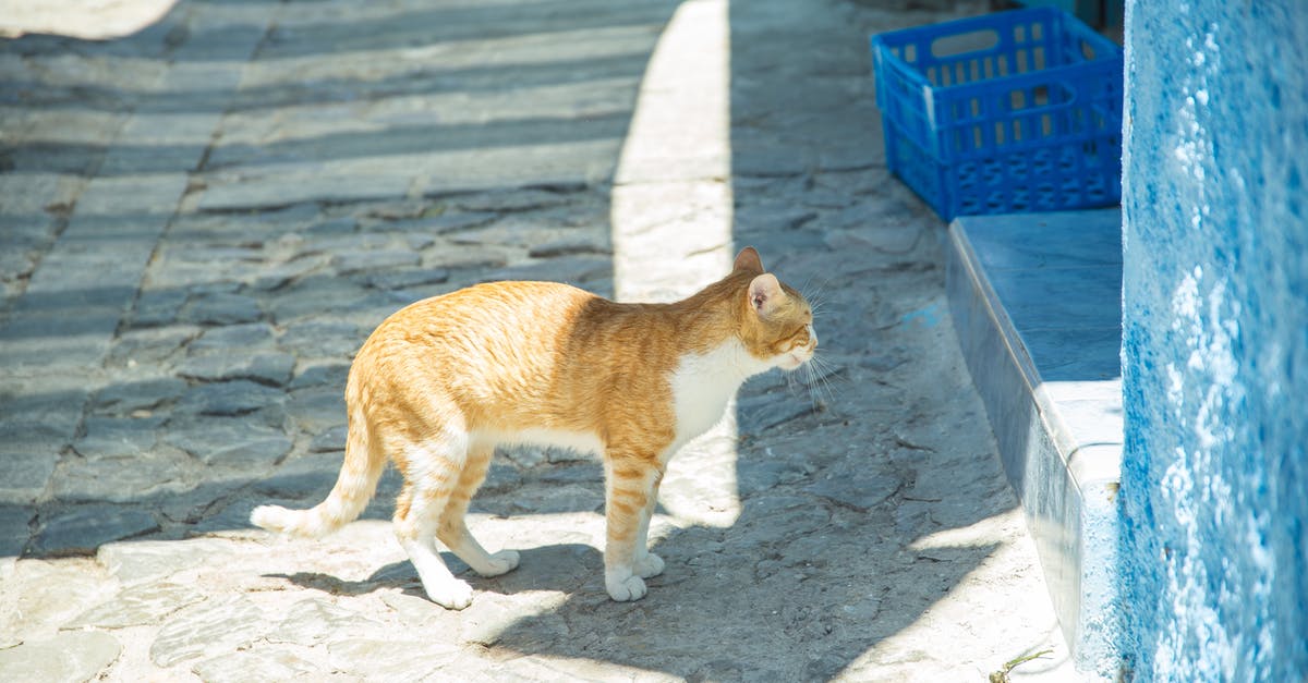 Is there a way to access the worms across the dig site on Ginger Island? - Tabby ginger cat with white chest standing near blue wall under sunlight on pavement with shadow in district of old town Is there a way to access the worms across the dig site on Ginger Island? - Tabby ginger cat with white chest standing near blue wall under sunlight on pavement with shadow in district of old town