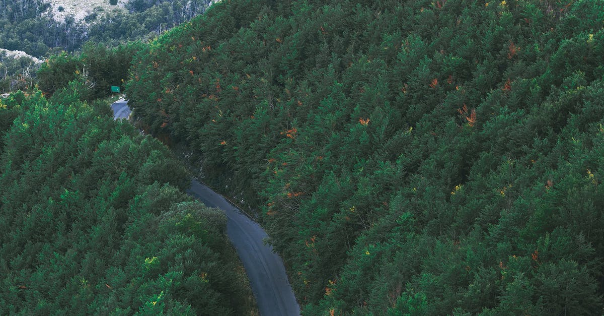 Is there a way to prevent wild Pokémon from running away in battle? - Narrow roadway among lush green trees growing in mountainous valley Is there a way to prevent wild Pokémon from running away in battle? - Narrow roadway among lush green trees growing in mountainous valley