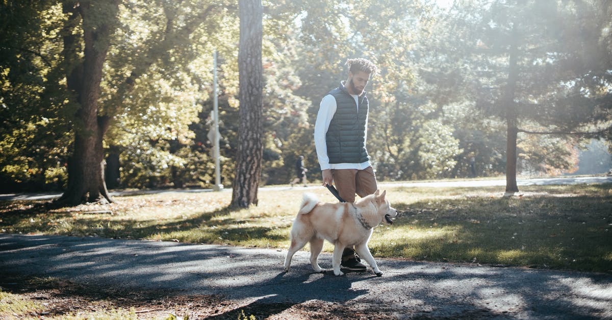 Is there a way to see ping in Fall Guys? - Side view of African American male owner with Akita Inu strolling on paved walkway with trees in bright sunlight