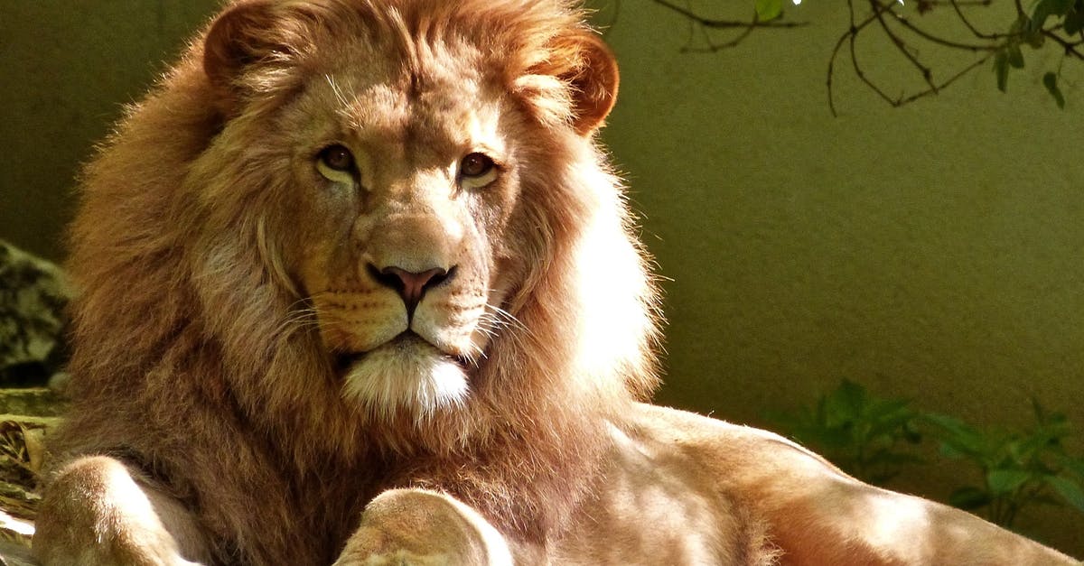 Is there any benefit to prolong the King Leo batle with SFX Magic? - Close-up Portrait of Lion Is there any benefit to prolong the King Leo batle with SFX Magic? - Close-up Portrait of Lion