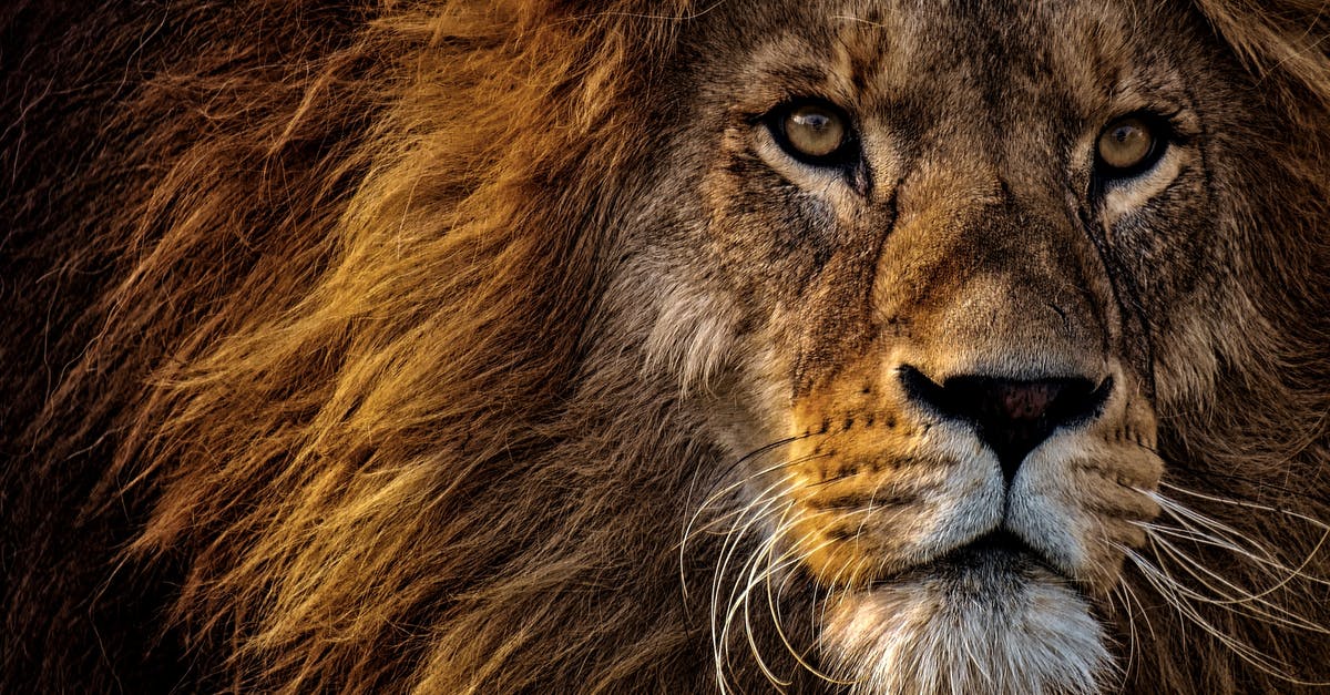 Is there any benefit to prolong the King Leo batle with SFX Magic? - Close-up Photo of Lion's Head Is there any benefit to prolong the King Leo batle with SFX Magic? - Close-up Photo of Lion's Head