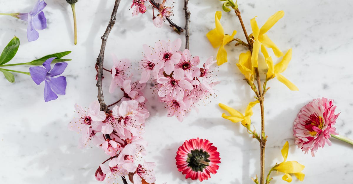 Is there any way, at all in any possible situation, to transfer Pokémon from Pokémon Red or Blue to Pokémon Ruby, Sapphire, or Emerald? - Top view of fresh pink Blossoms with purple Ramonda flower and yellow Forsythia composed with pink Asters and Peony on white marble background