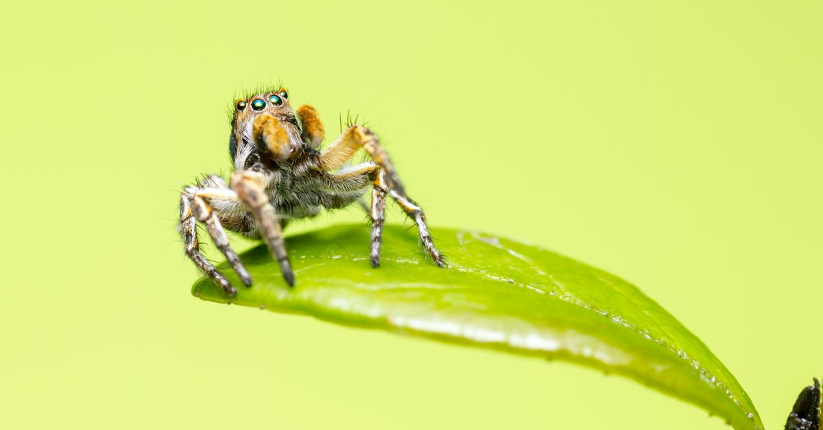 Is there fall damage? Or only when doing clearly dangerous things like jumping down elevator shafts? - Brown and Black Jumping Spider on Green Leaf Is there fall damage? Or only when doing clearly dangerous things like jumping down elevator shafts? - Brown and Black Jumping Spider on Green Leaf
