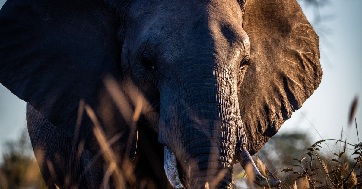 Ivory not increasing with mints in Kittens Game - Elephant From Foot