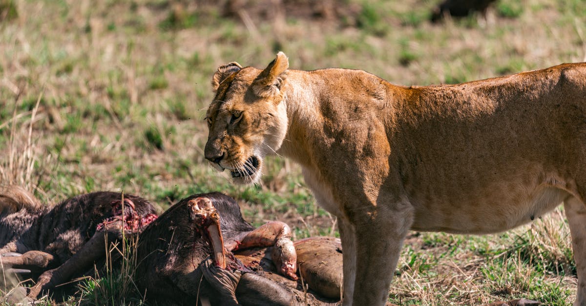 Kill NPC's in NG+ - Wild lioness eating prey in savanna