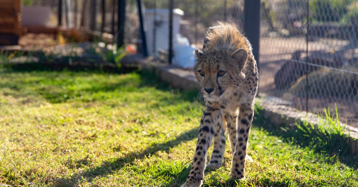 Linking accounts in Dungeon hunter 5? - Cheetah Walking on Green Grass Field