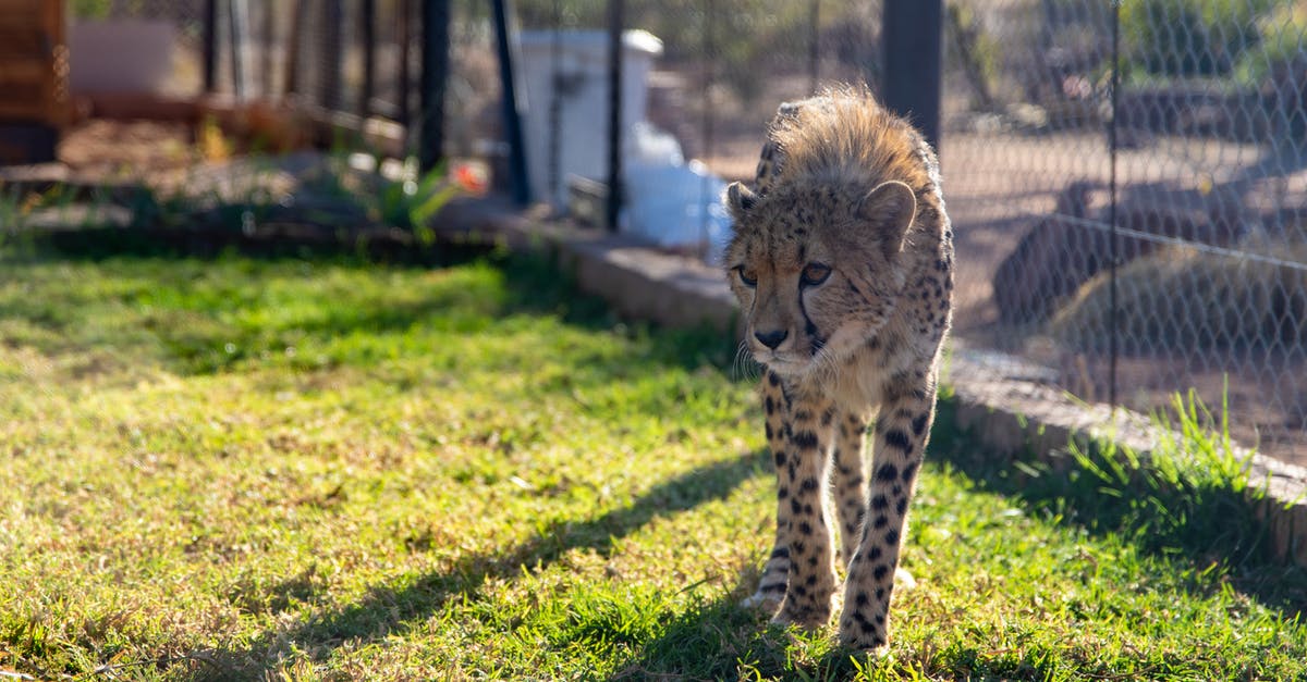 Linking accounts in Dungeon hunter 5? - Cheetah Walking on Green Grass Near Fence