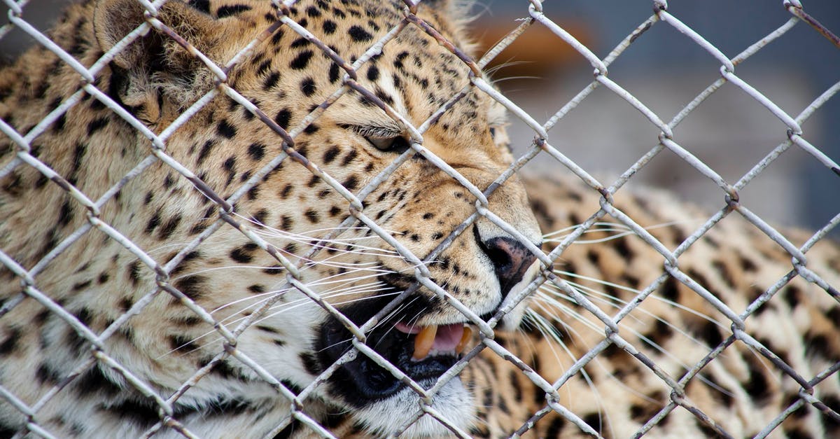 Linking accounts in Dungeon hunter 5? - A Close-up Shot of a Leopard Behind a Chain Link Fence