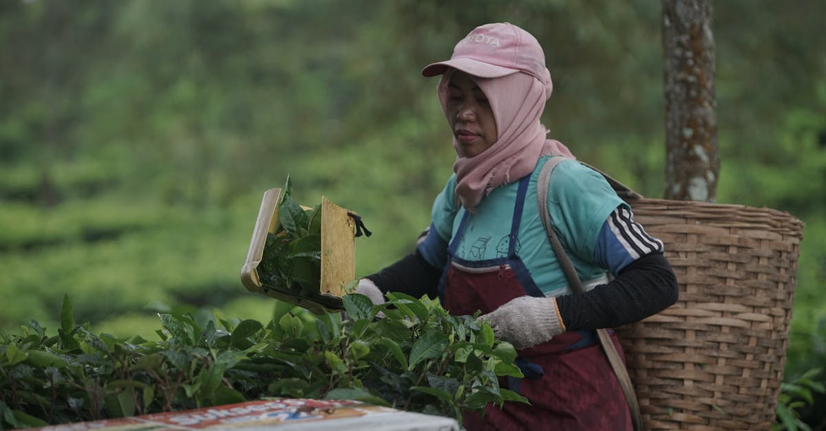 MGSVPP: Farming Staff - Woman Wearing a Basket on Her Back Working on a Plantation 