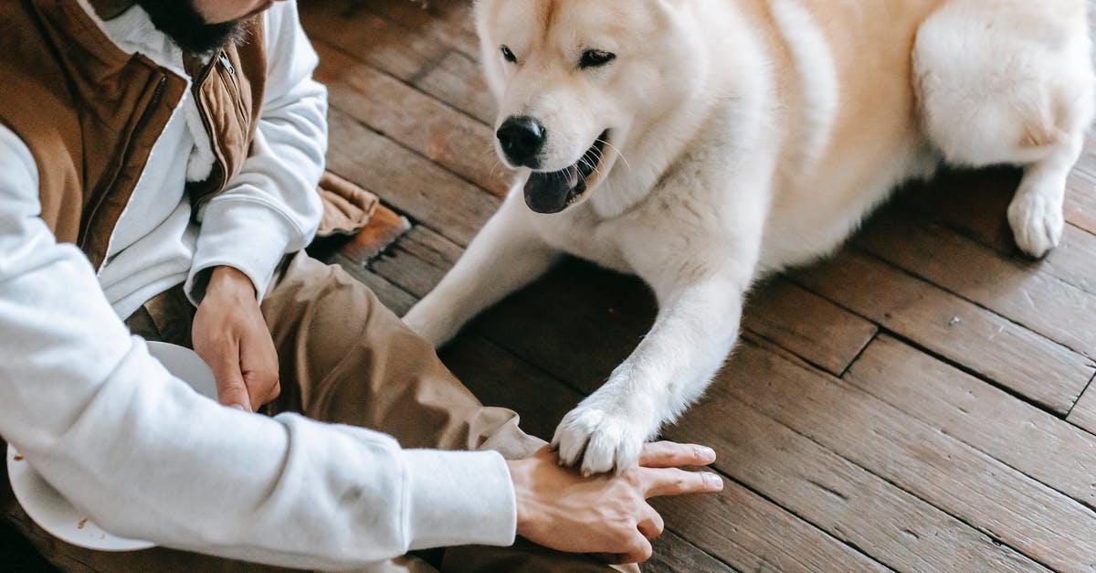 Minecraft timed command - Unrecognizable ethnic man training purebred dog sitting on floor