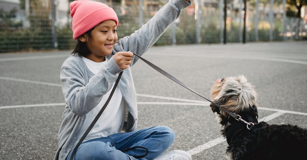 Minecraft timed command - Smiling Asian boy training purebred dog on sports ground