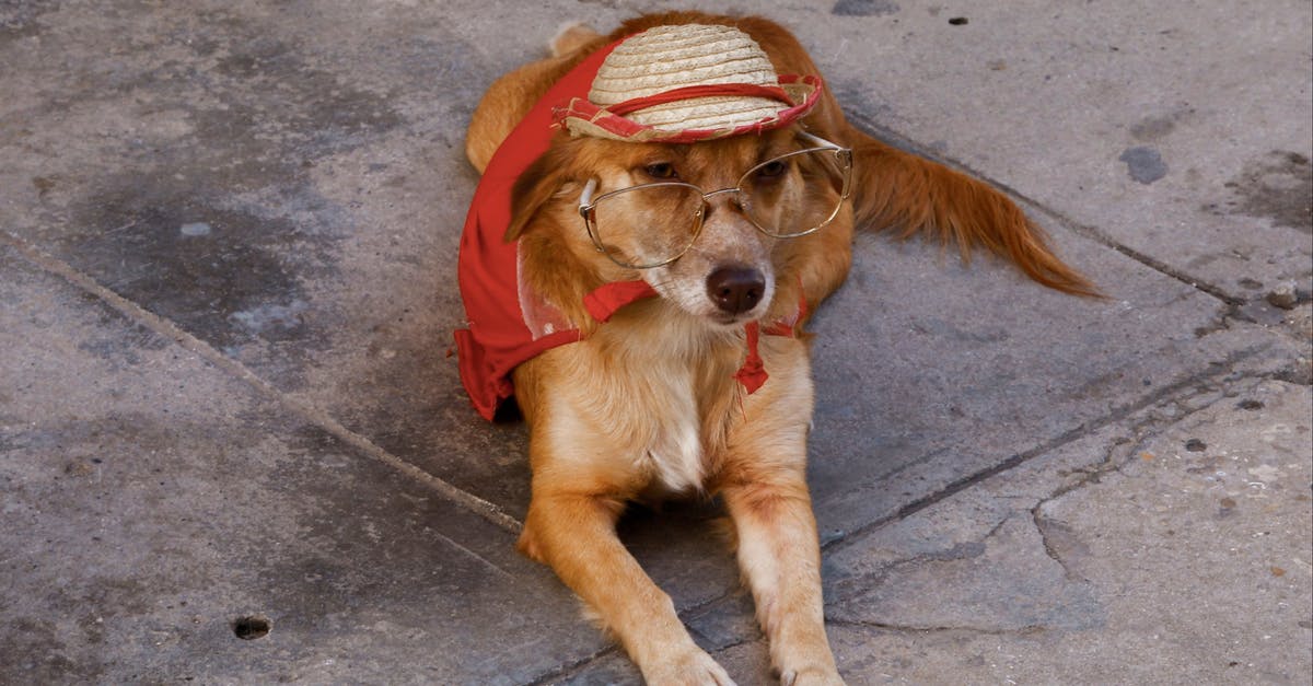 Ministry of Accuraccy and Morale - Retrieving Dimethyl Sulfoxide - Brown Dog Lying on the Street