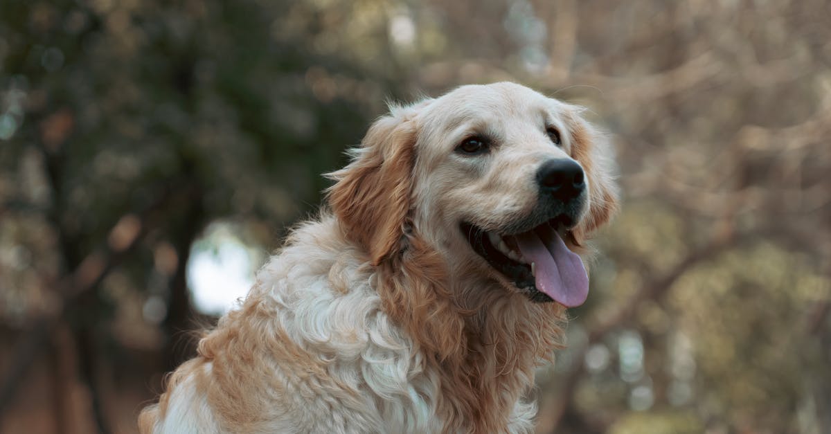 Ministry of Accuraccy and Morale - Retrieving Dimethyl Sulfoxide - GOLDEN RETRIEVER