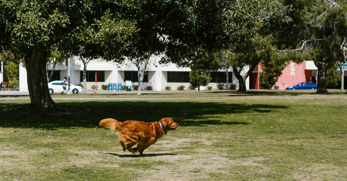 Ministry of Accuraccy and Morale - Retrieving Dimethyl Sulfoxide - Photo of a Golden Retriever Playing at a Park