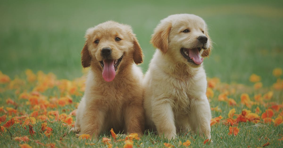 Ministry of Accuraccy and Morale - Retrieving Dimethyl Sulfoxide - Two Yellow Labrador Retriever Puppies