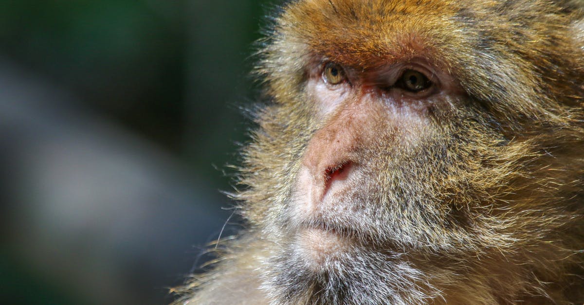 Monkey V Monkey (MvM) not working? - Macaque Monkey in Close Up Photography