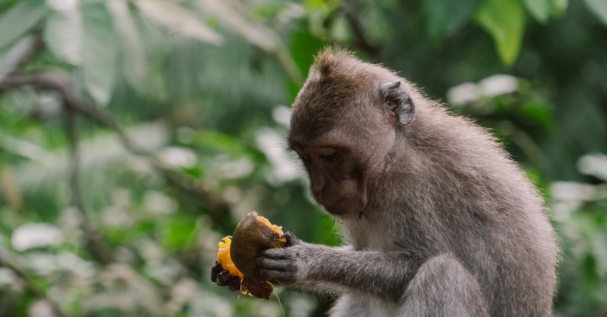 Monkey V Monkey (MvM) not working? - Free stock photo of animal, baby, bali