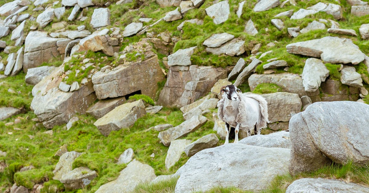 More RAM for minecraft - A White Ram on a Rocky Mountain