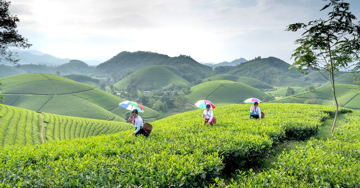 Morrowind with Advanced Herbalism: When to harvest which plant - Female farmers with baskets and umbrellas harvesting tea leaves in green agricultural plantation in hilly area