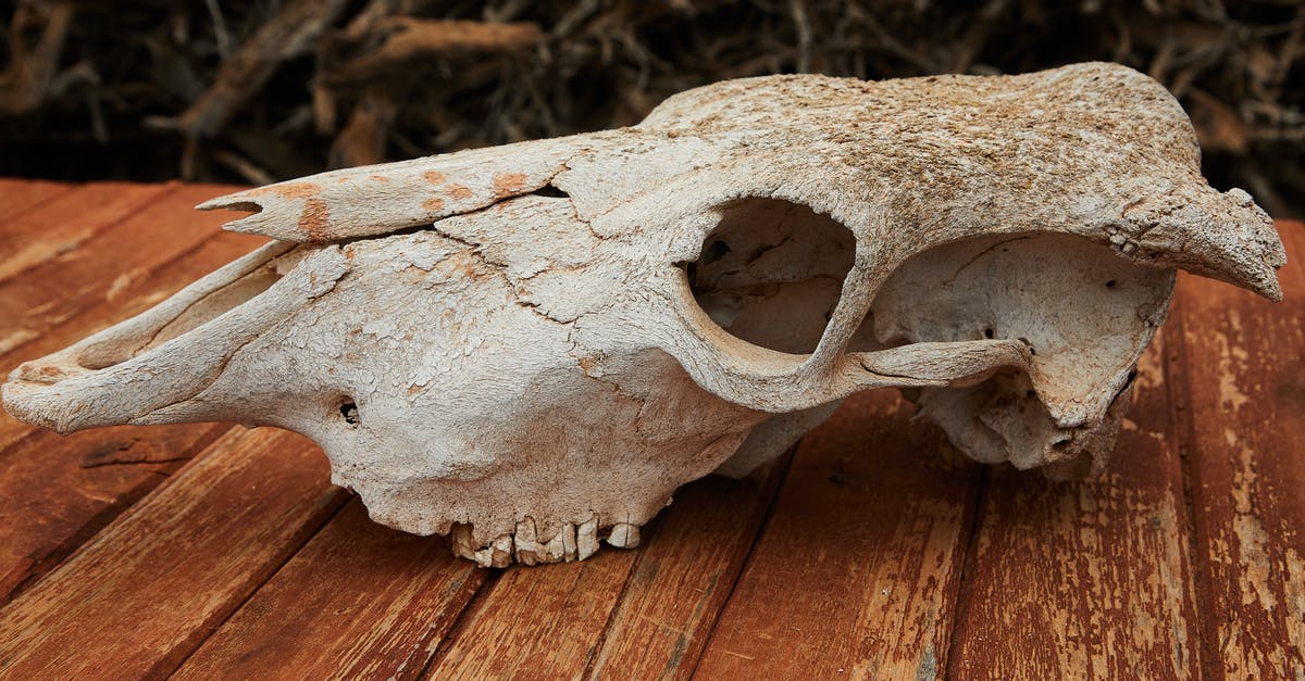 Natural skeleton horses? - Old dry skull of mammal animal with cracks and holes placed on wooden table against blurred background