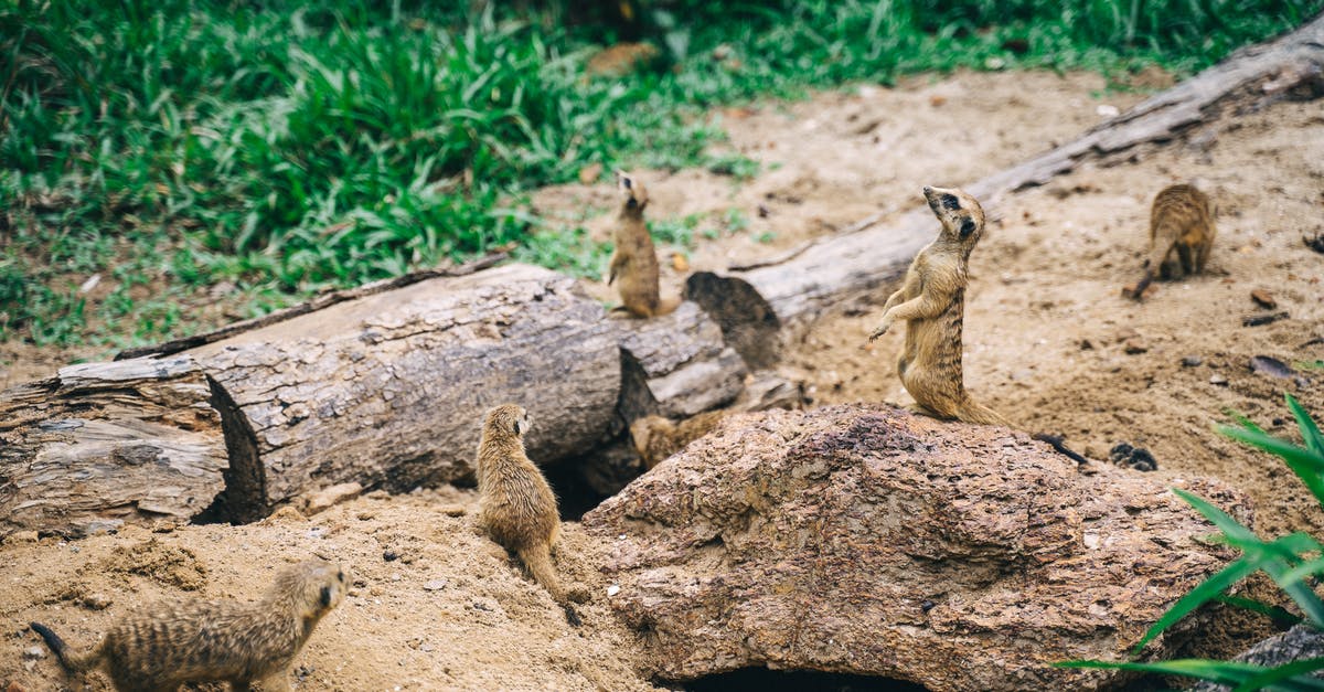 No mobs are spawning in my mob farm - A Gang of Meerkat on the Ground