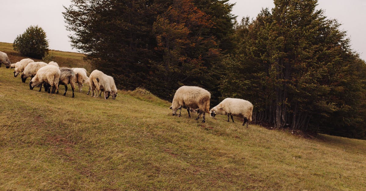 No mobs are spawning in my mob farm - Herd of Sheep on Green Grass Field