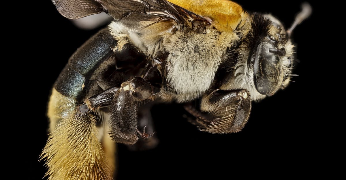 No Reaper on Rannoch bug - Macro Photography of Yellow and Black Honey Bee