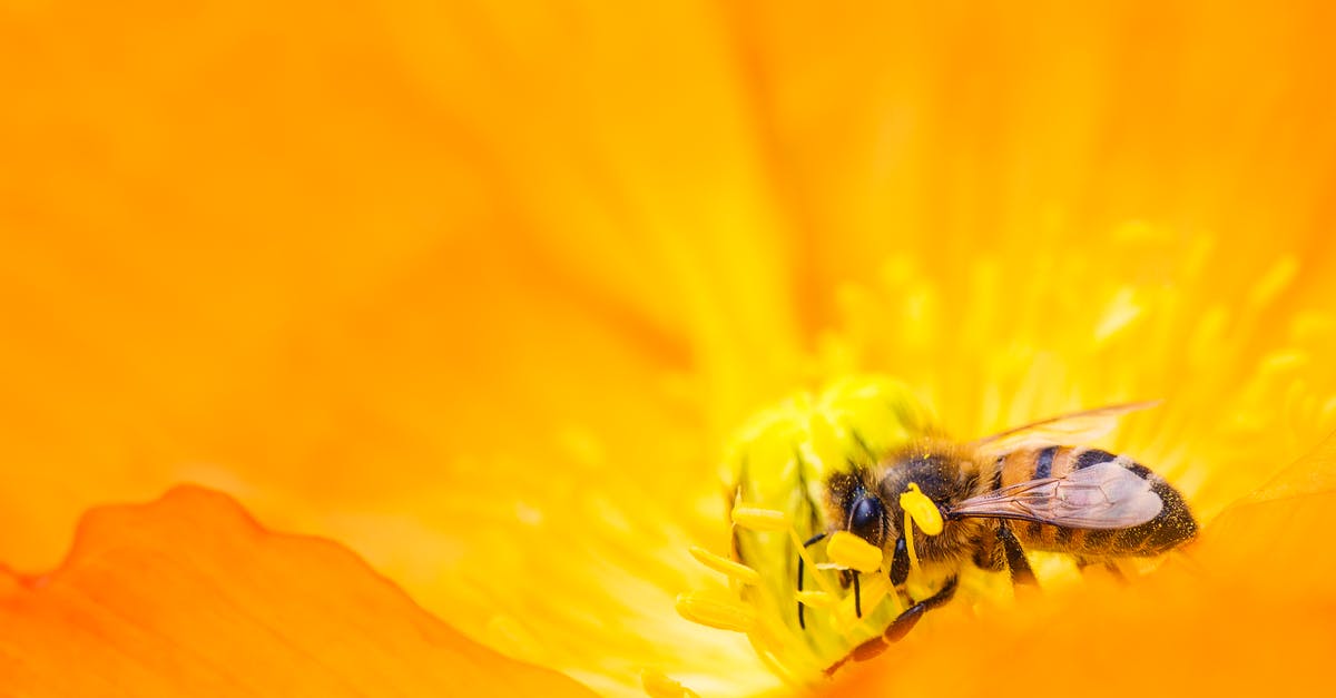 No Reaper on Rannoch bug - Yellow Bumblebee Gathering Pollen Close-up Photography