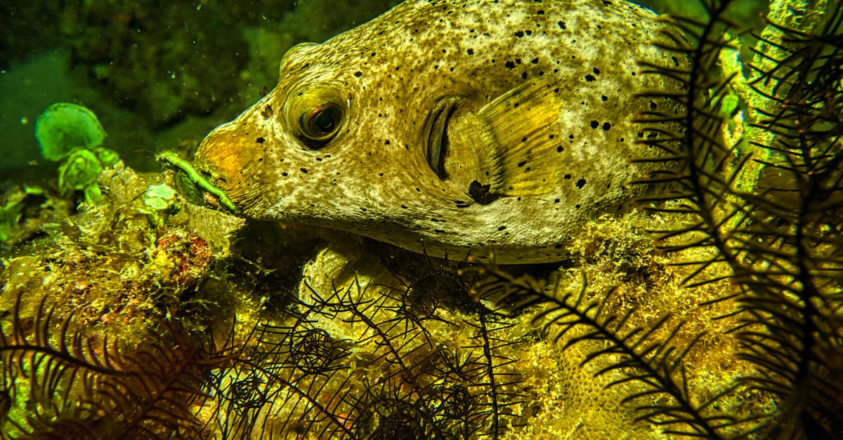 Ocean Monuments on Xbox One - Green and Black Fish in Water