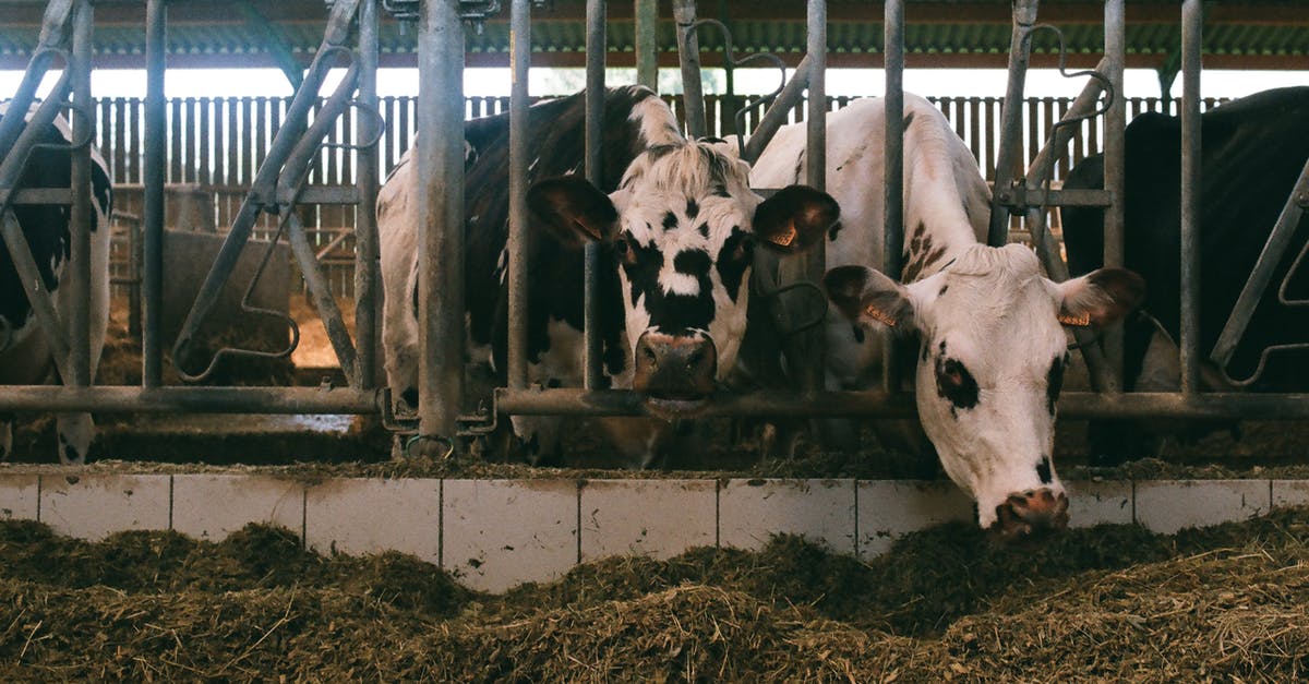 Permanent and unprovoked BOS hostility? - Cows eating grass while peeping out from behind bars indoors