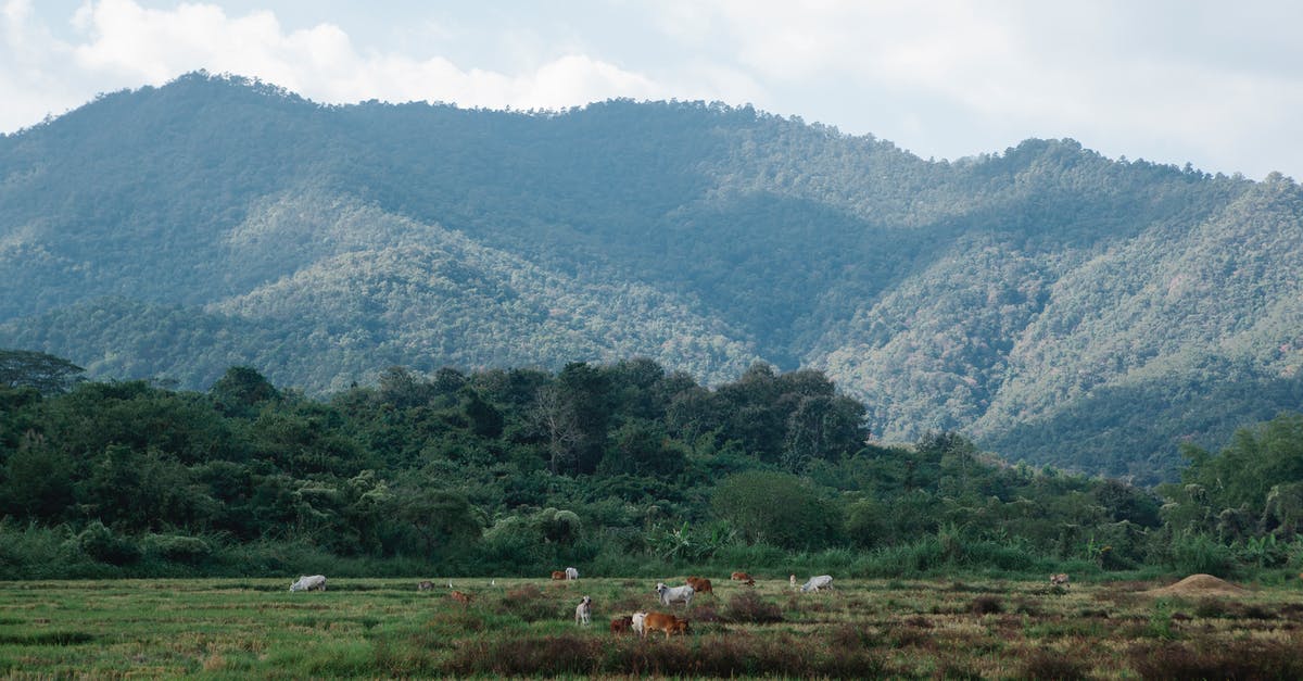 Permanent and unprovoked BOS hostility? - Cows grazing in pasture against high green mount