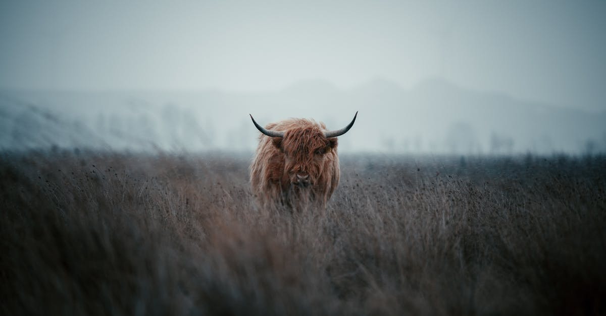 Permanent and unprovoked BOS hostility? - A Highland Cattle on Grass