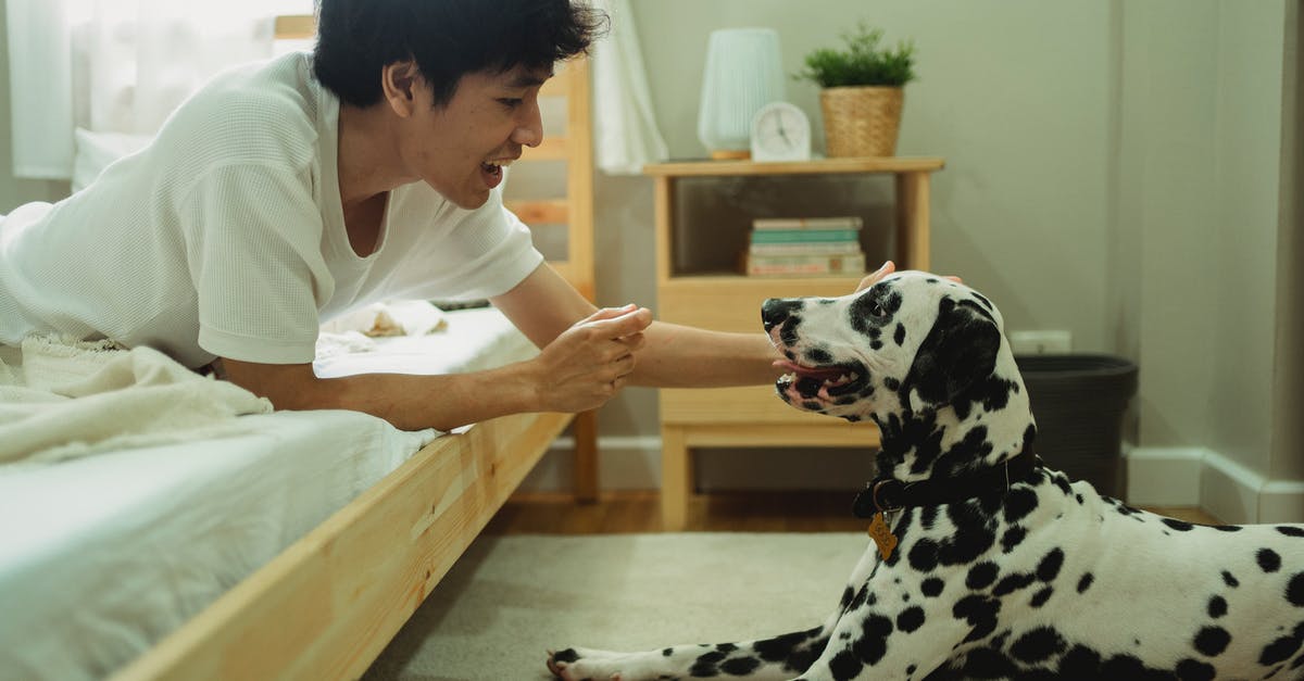 Play 2nd DLC without 1st - Woman in White Shirt and Black and White Dalmatian Dog