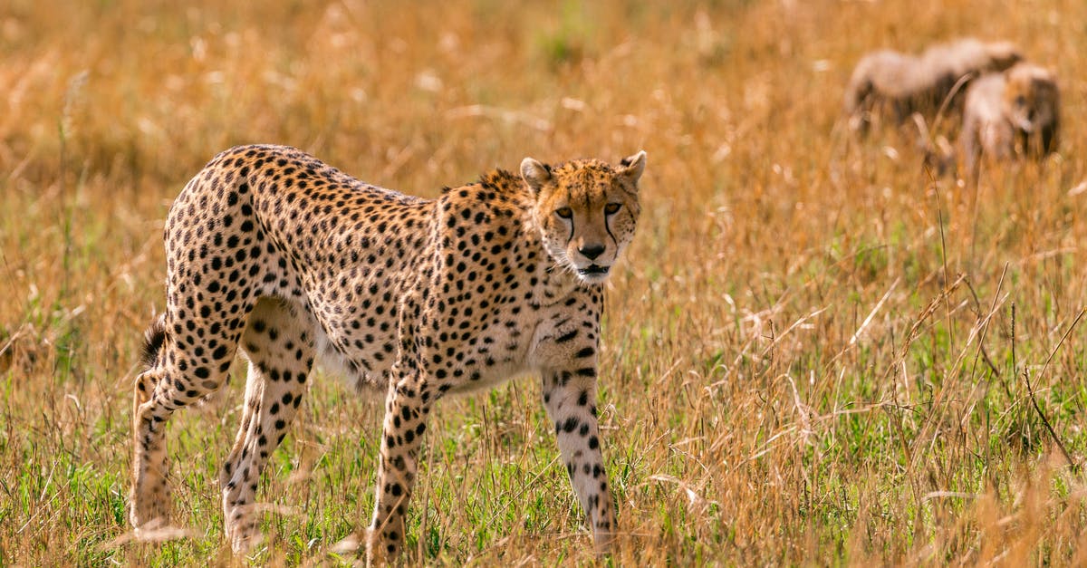 Playing The Witcher 3: Wild Hunt's Gwent only - Female gracious cheetah hunting in savanna while little cubs playing around in summer