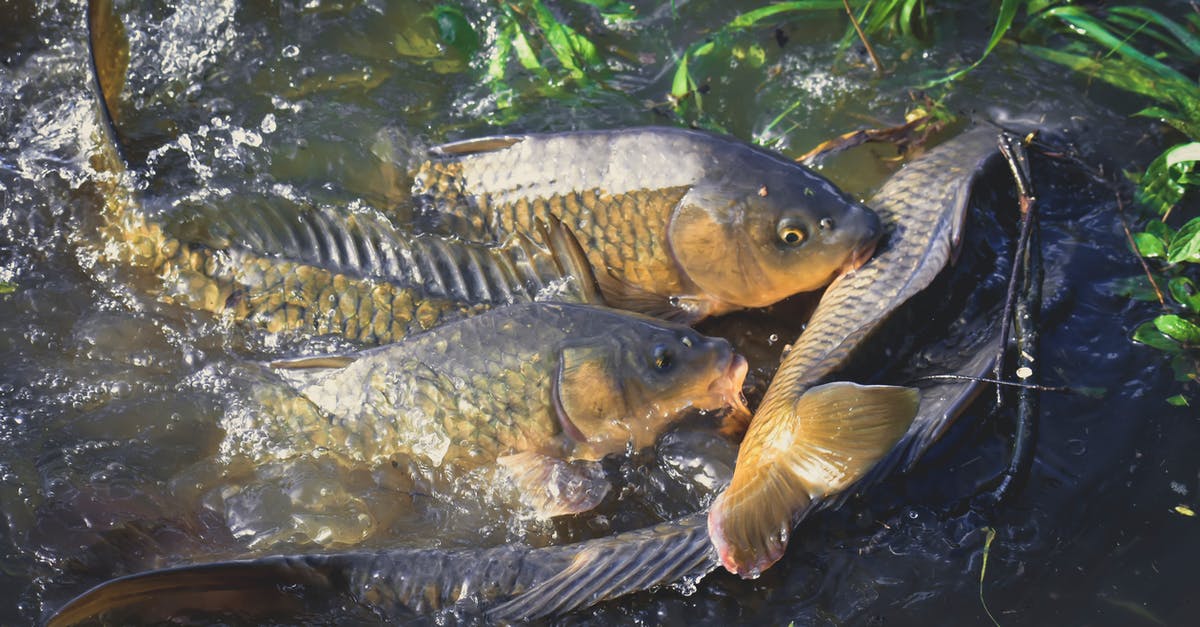 Power golden rails from minecart(placing rails in large scale) - From above of bright fish with ornamental scales and open mouths swimming in transparent water with droplets