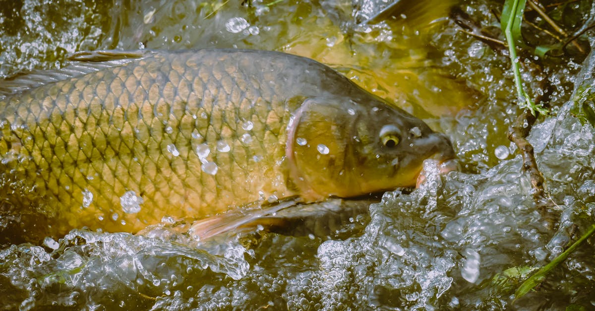 Power golden rails from minecart(placing rails in large scale) - From above of colorful fish with spotted scales in transparent splashing water