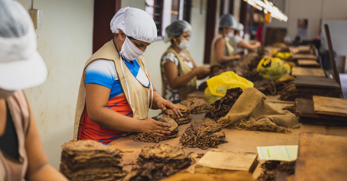 preparing for first reset: how many kittens? - Side view of anonymous women in sterile caps and masks sorting out tobacco while standing at wooden table in cigar factory during work