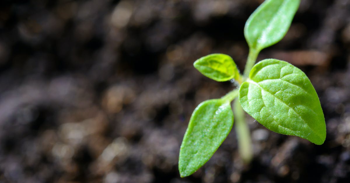 problem with growing plants in minecraft [closed] - Closeup Photo of Sprout