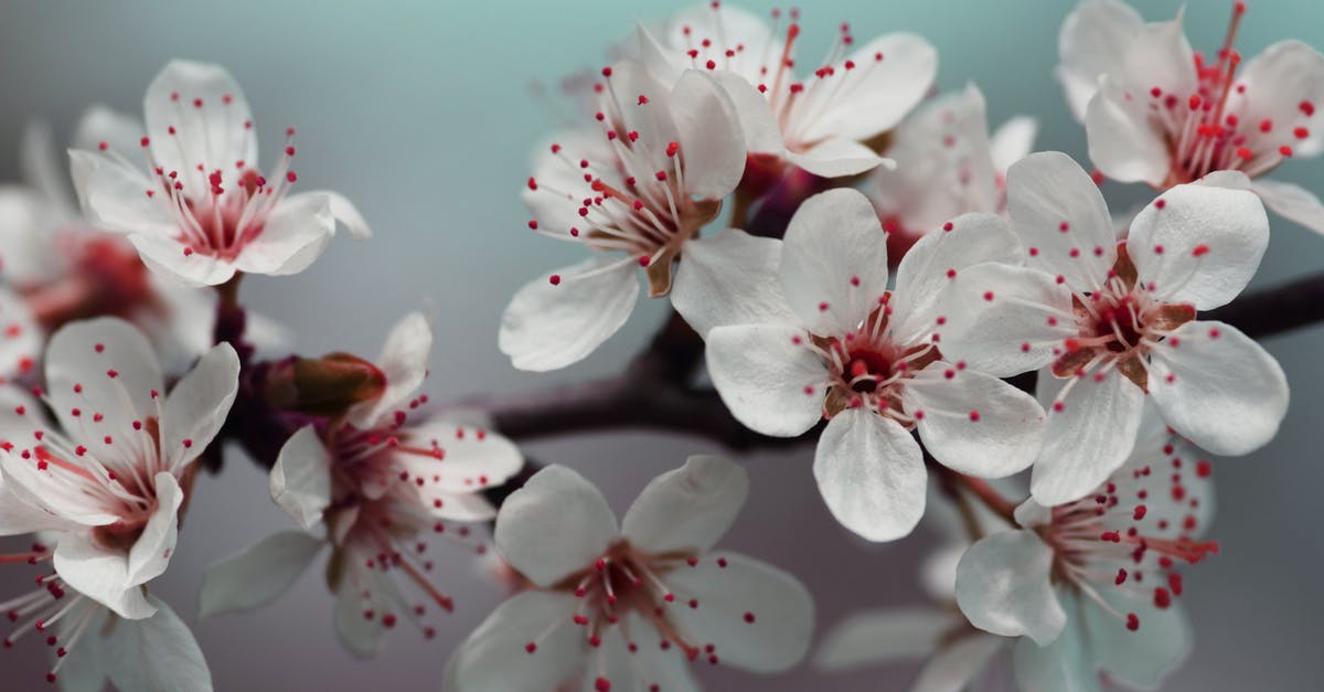 problem with growing plants in minecraft [closed] - Shallow Focus Photo of White Flowers