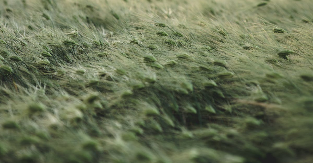 problem with growing plants in minecraft [closed] - Selective Focus Photo of Grass Field