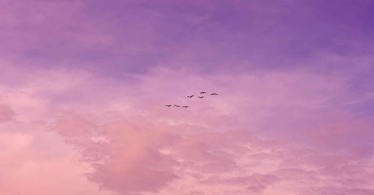 Purple sky in Spore - Birds Flying on the Background of a Purple and Pink Sunset Sky 