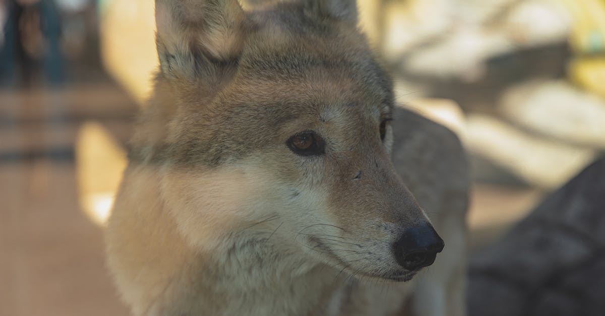 Quality of life improved in Monster hunter XX - Through glass attentive calm wolf with fluffy gray fur standing in enclosure in zoological garden on sunny day