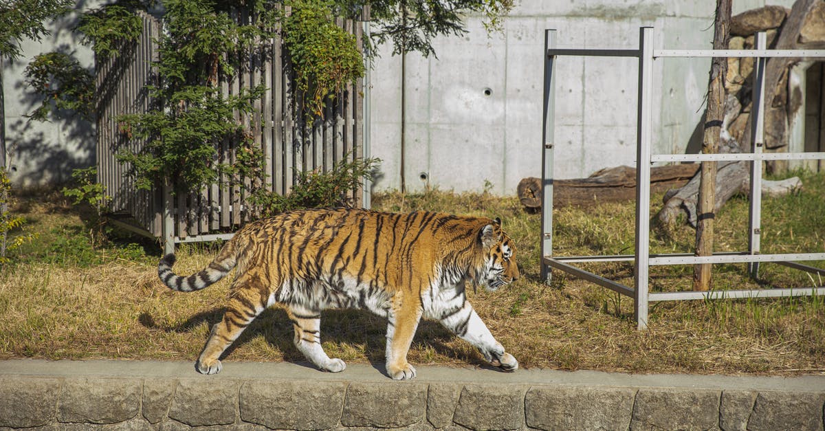 Quality of life improved in Monster hunter XX - Tiger walking in green sunny national park